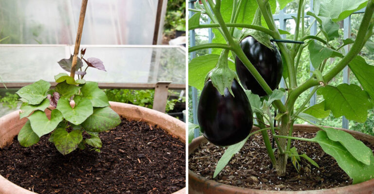 The Arizona Container Vegetables That Keep Producing Through August Heat