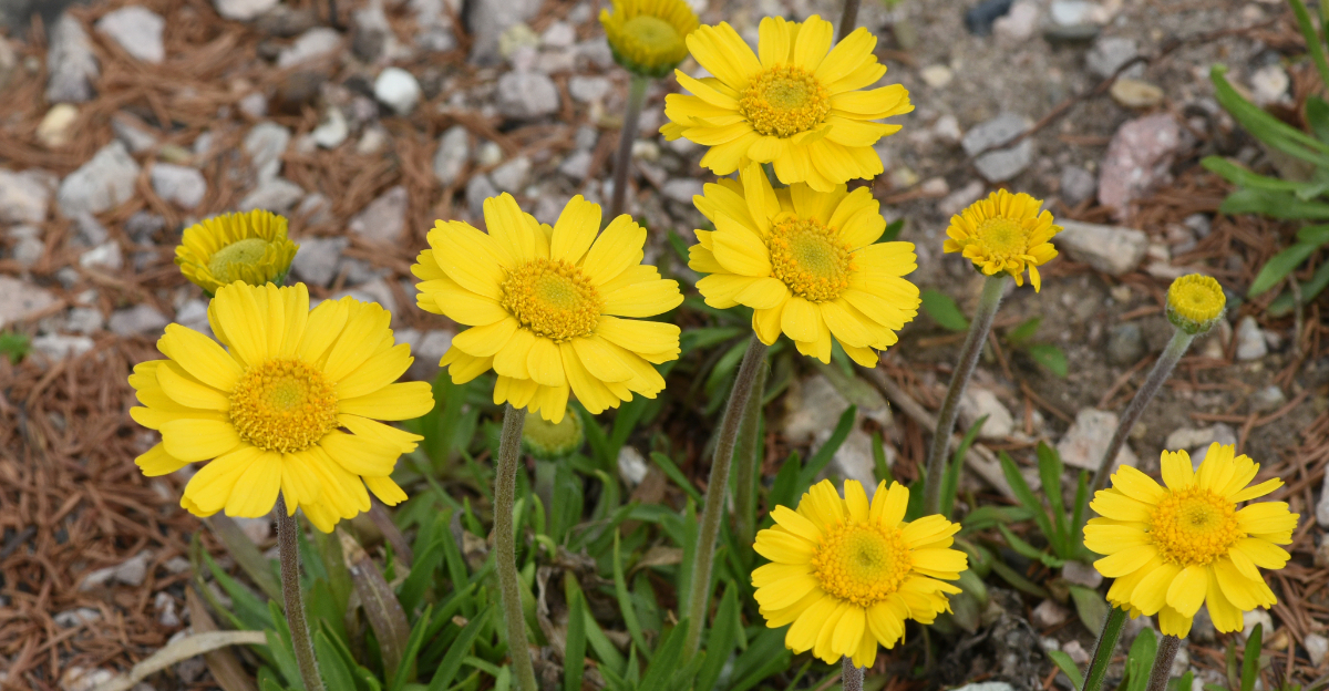 plant (featured image)