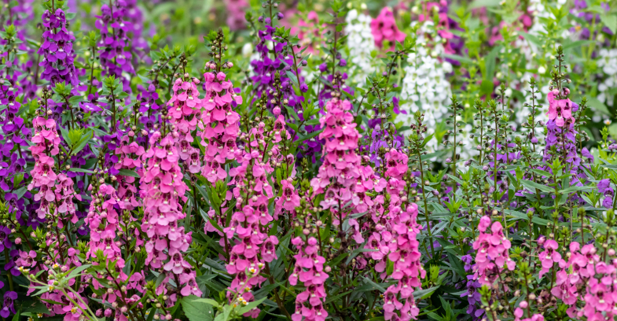 plant (featured image)