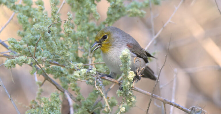 verdin (featured image)