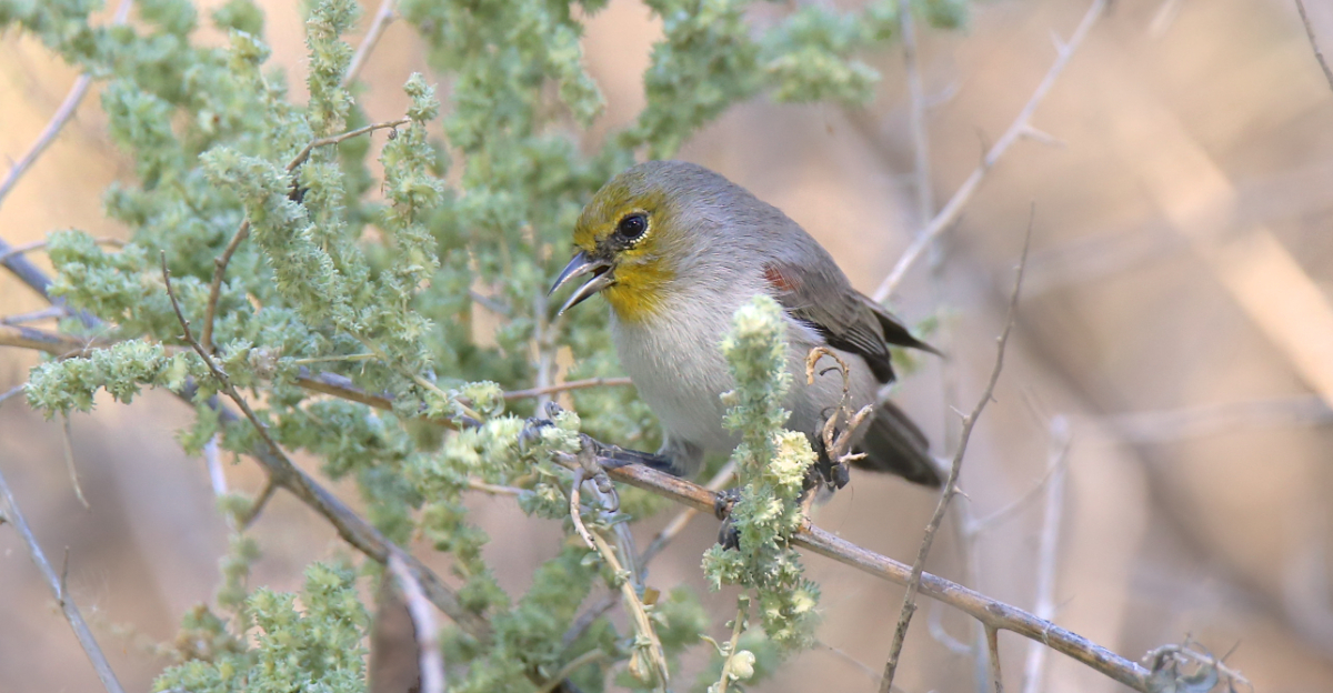 verdin (featured image)