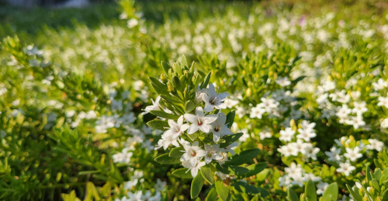 plant (featured image)