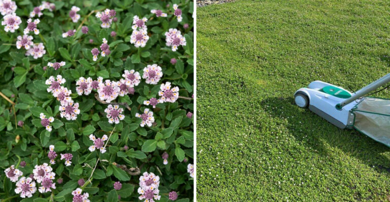 The Arizona Groundcover That Stays Cooler Than Gravel During Extreme Heat