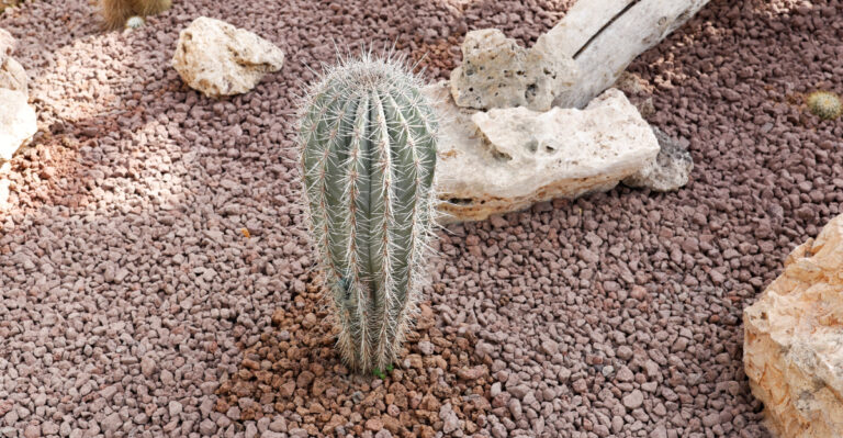 cactus (featured image)