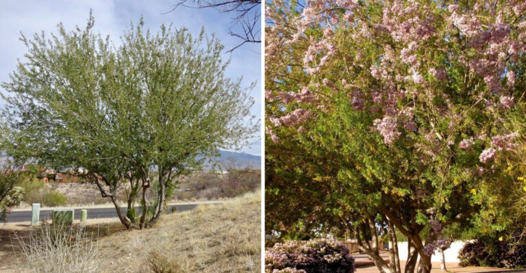 The Arizona Native Tree That Creates Dense Shade Without Constant Cleanup