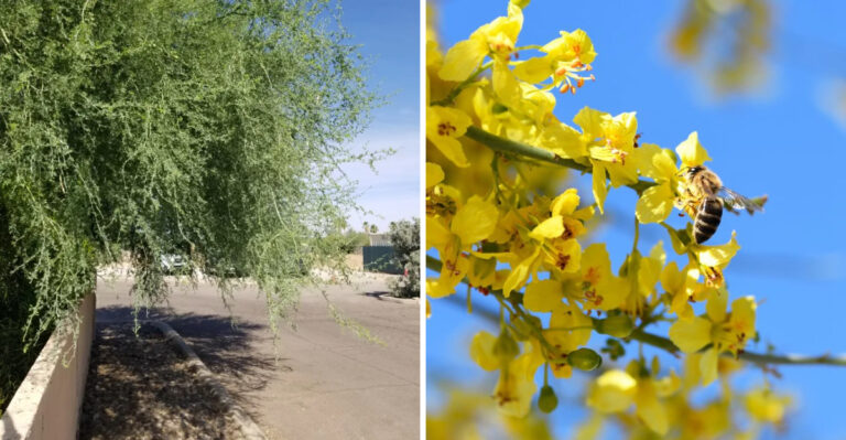 The Arizona Native Tree That Thrives With Almost No Extra Water