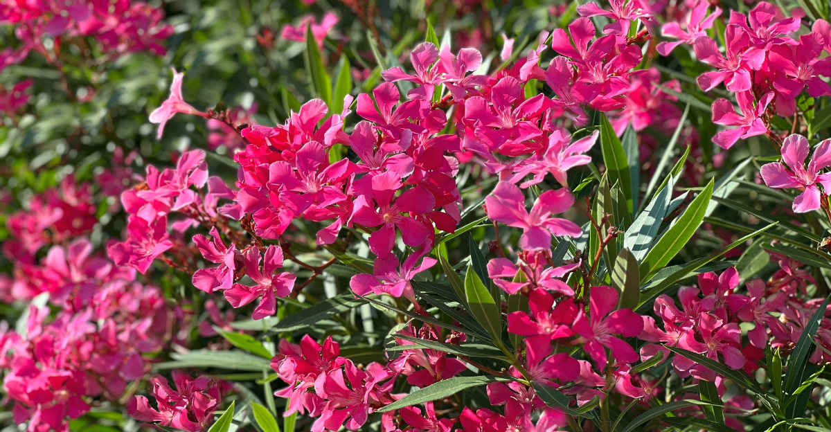 Oleander (featured image)