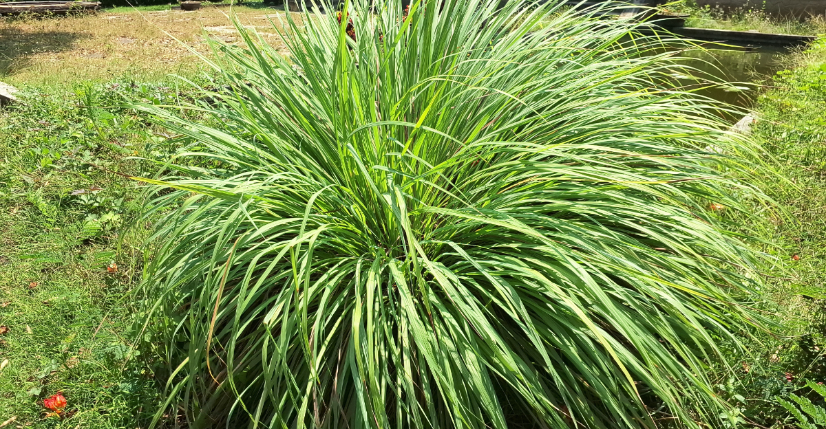 lemongrass (featured image)