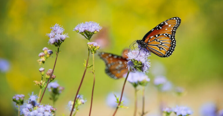 The Arizona Plants That Bring Queen Butterflies To Your Yard