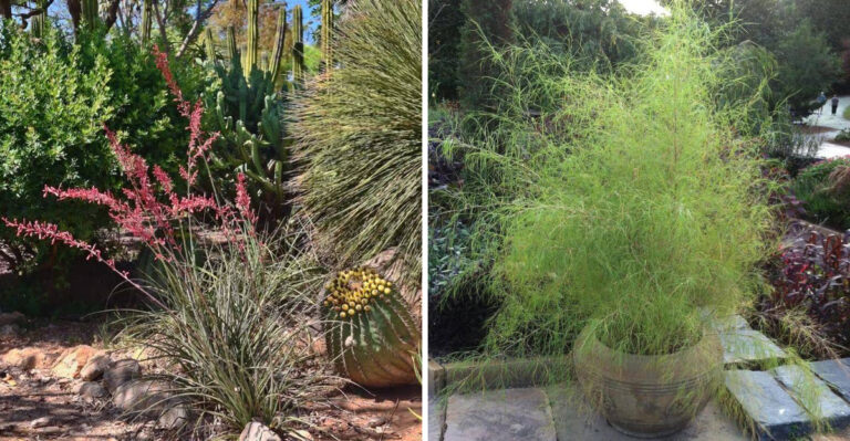 The Arizona Plants That Help Keep Your Patio Cooler In Peak Summer