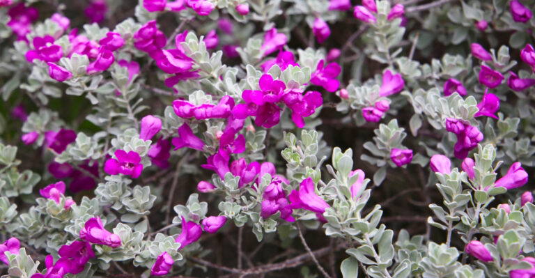 shrub (featured image)