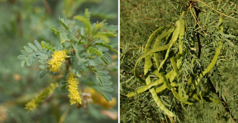 The Arizona Tree That Drops Seed Pods Homeowners Constantly Sweep Up
