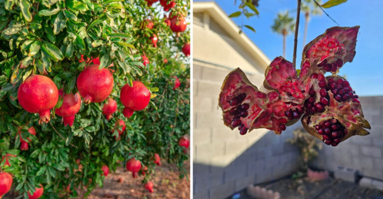 The Arizona Watering Mistake That Causes Pomegranates To Split