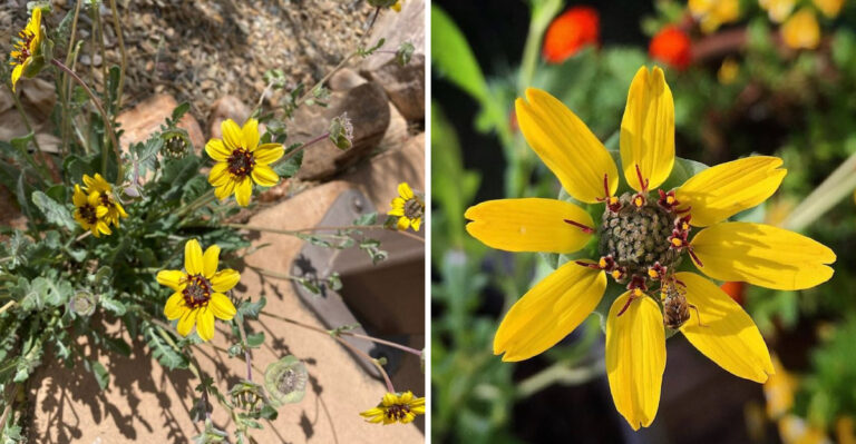The Arizona Wildflower That Actually Smells Like Chocolate