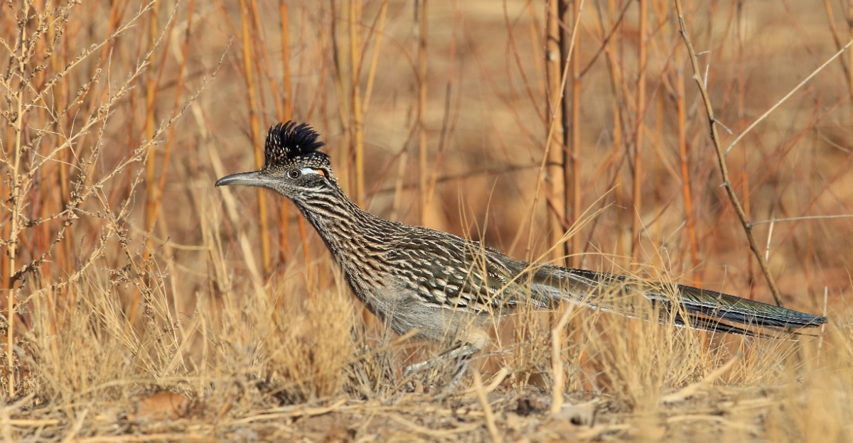 Roadrunner (featured image)