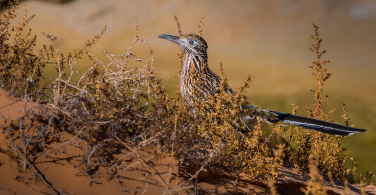 Roadrunners (featured image)