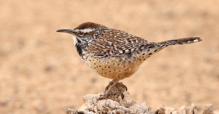 The Arizona Yard Features That Keep Cactus Wrens Nesting Nearby