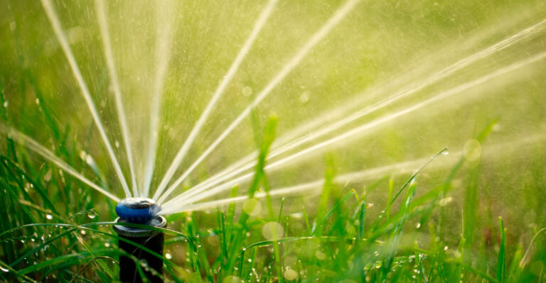 The Arizona Yard Habits That Waste More Water Than Homeowners Realize