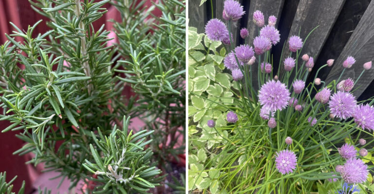 The Aromatic Herbs Michigan Gardeners Plant When Deer Keep Sampling Everything