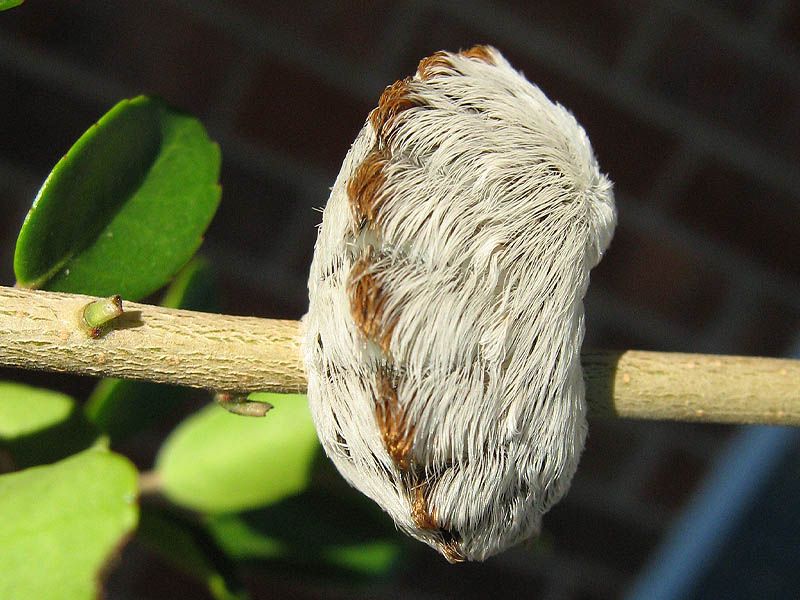 The Asp Wears A Fuzzy Disguise