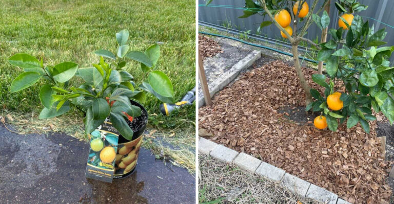 The August Citrus Tree Tasks Arizona Growers Should Never Skip