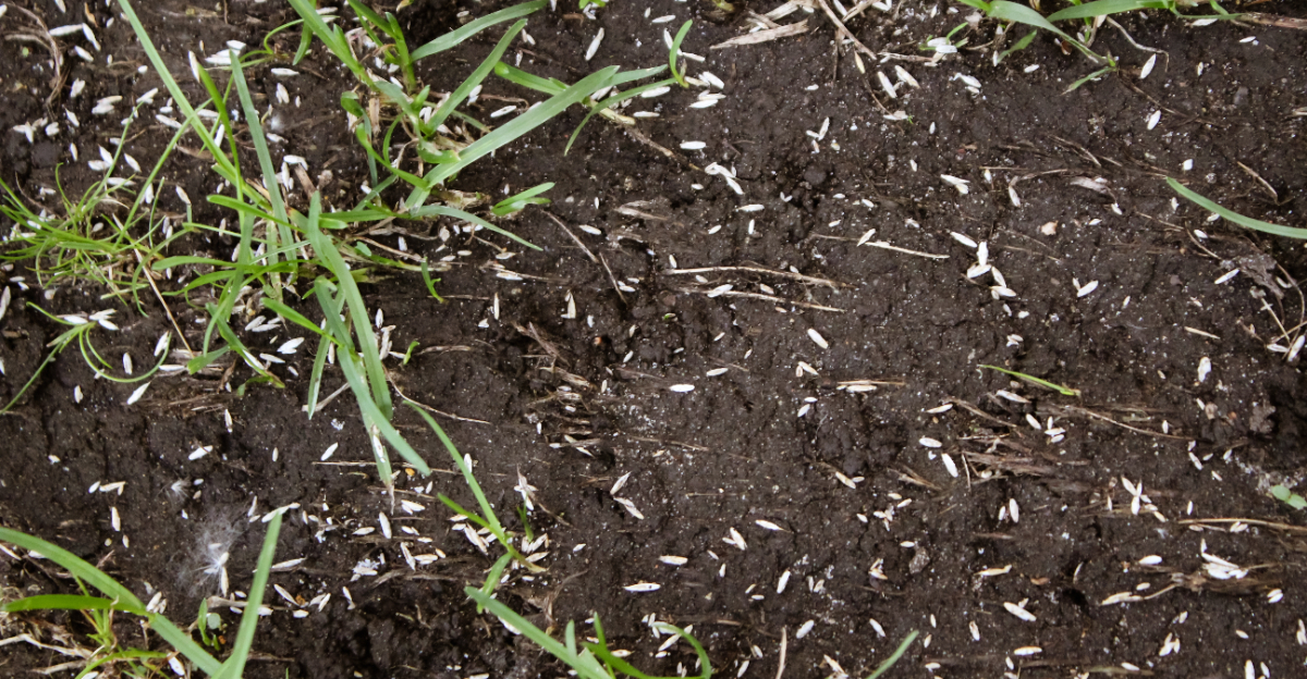lawn overseeding
