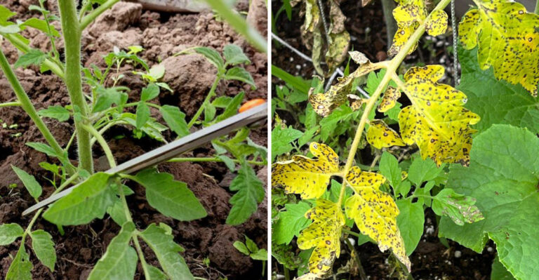 The August Tomato Cleanup Habit That Can Save Next Year’s Garden In Michigan