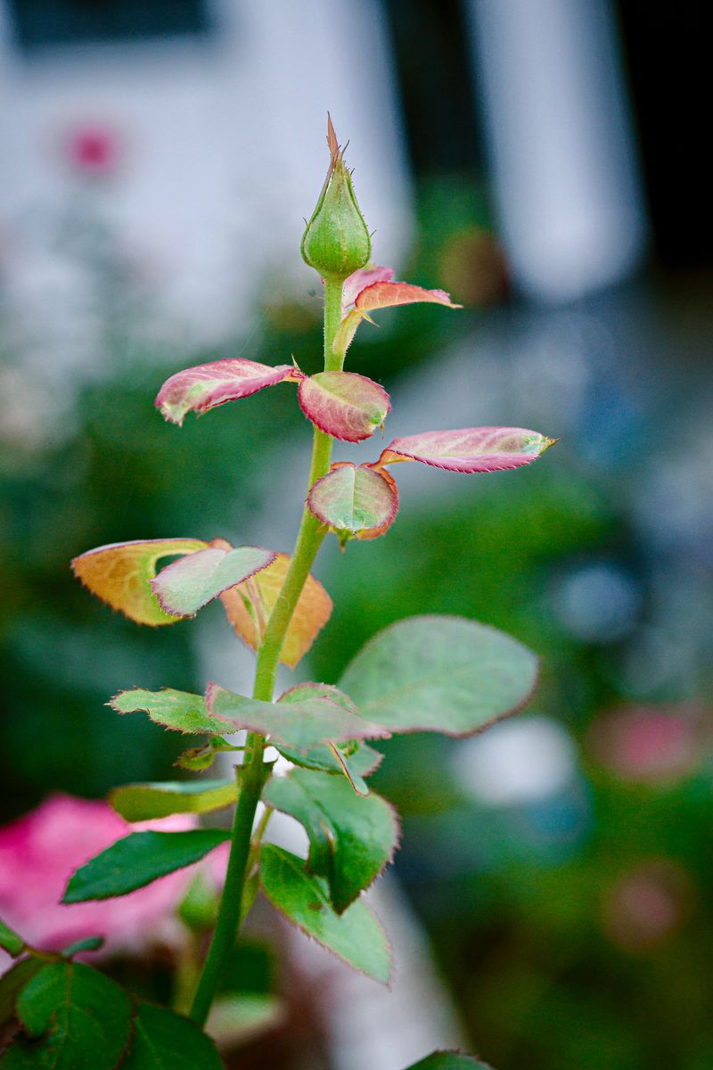 The August Trim That Sparks A Fall Rebloom The August Trim That Sparks A Fall Rebloom