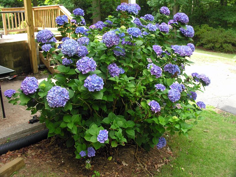 The August Warning Applies to One Main Hydrangea Group The August Warning Applies to One Main Hydrangea Group