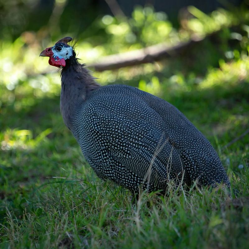 The Backyard Bird That's Been Quietly Eating Virginia's Ticks
