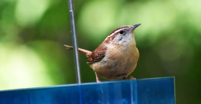 The Backyard Features That Attract More Carolina Wrens In Georgia