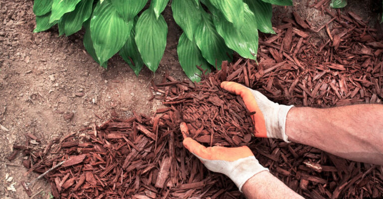 The Backyard Mulch Mistake That Can Make Tick Problems Worse In North Carolina
