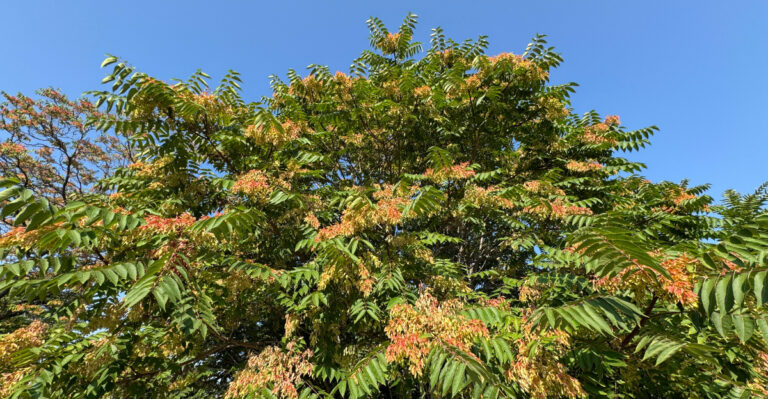 The Backyard Plant Behind Unpleasant Odors In Illinois Yards This Summer