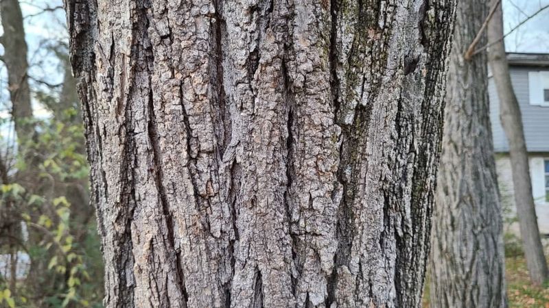 The Bark And Seeds Carry The Highest Risk The Bark And Seeds Carry The Highest Risk