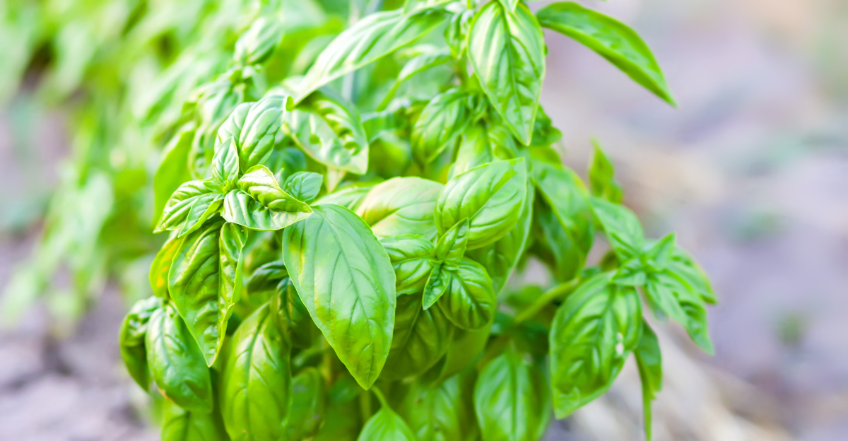 Basil (featured image)