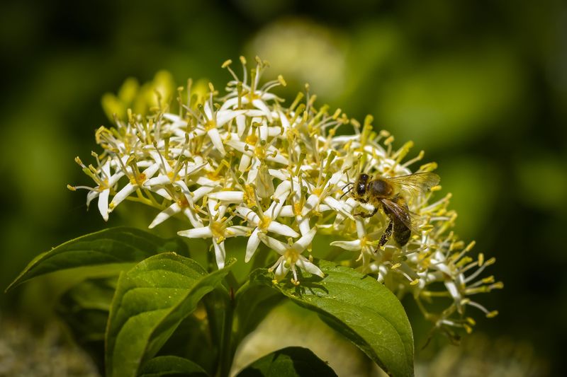 The Benefits Of Growing New Jersey Tea In Your Garden The Benefits Of Growing New Jersey Tea In Your Garden