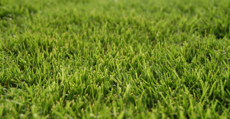 The Bermuda Grass Mistake Louisiana Homeowners Keep Making Every Summer