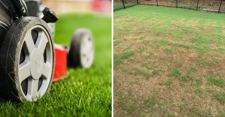 The Bermuda Grass Mowing Mistake Every Texas Homeowner Makes In Summer Heat