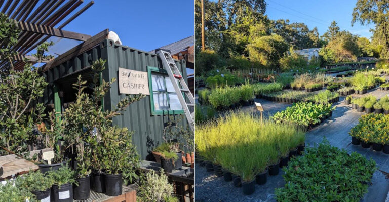 The Best Bay Area Native Plant Nurseries Most California Gardeners Have Never Heard Of
