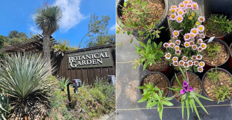 The Best California Nurseries For Rare And Unusual Native Plants Worth Driving To