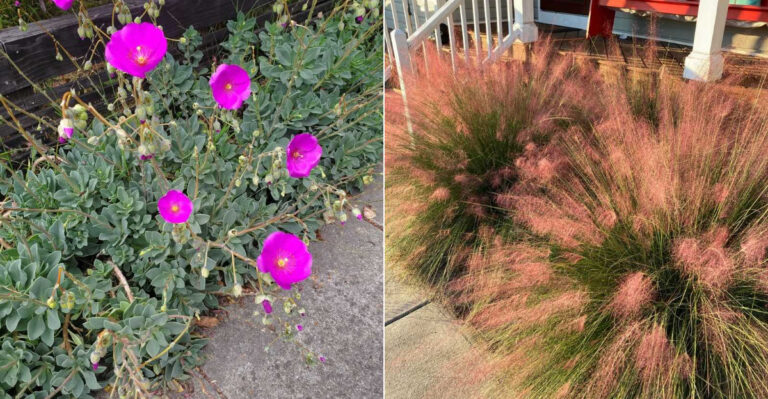 The Best California Patio Plants For Homes That Get Blazing Afternoon Sun