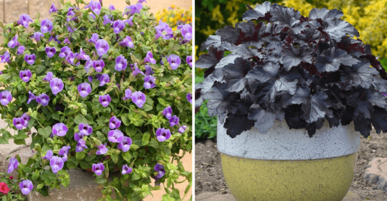 The Best Container Plants For Shaded Georgia Porches This Summer