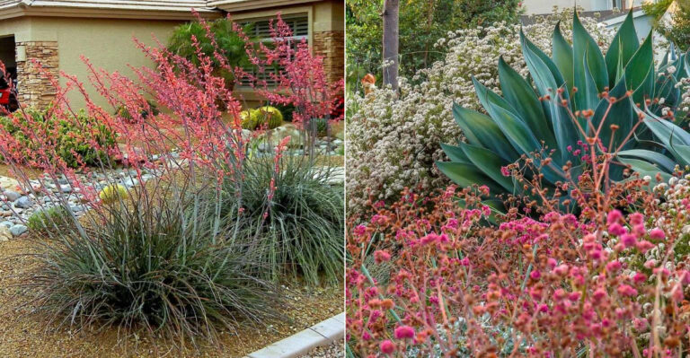 The Best Fire-Smart Plants For California Mailbox And Curbside Beds