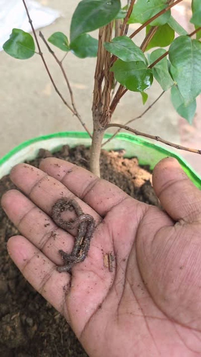 The Best Fix Is Better Soil Habitat The Best Fix Is Better Soil Habitat
