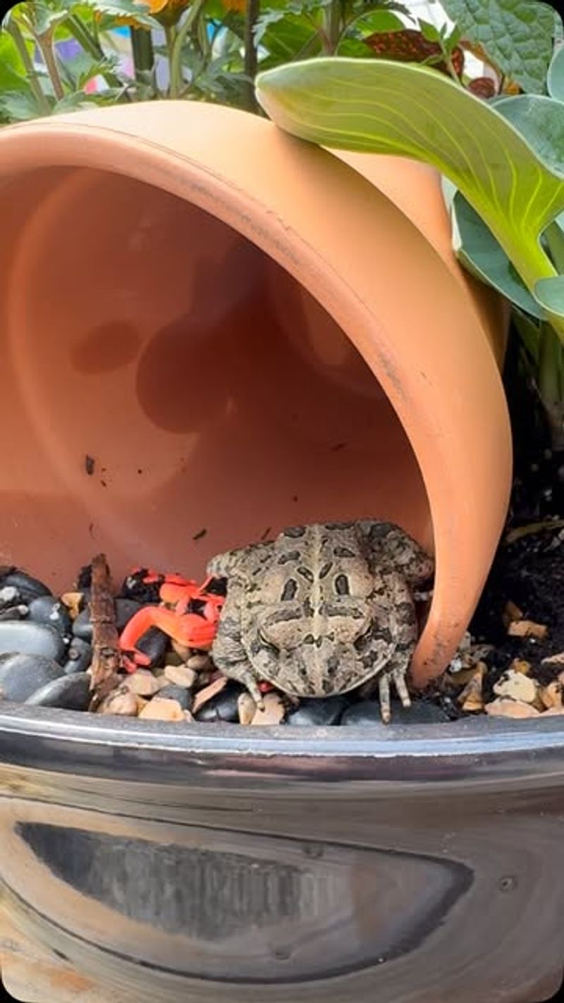 The Best Fix Is Better Toad Habitat The Best Fix Is Better Toad Habitat