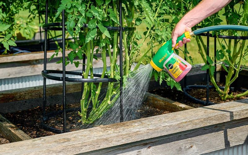 The Best Fix Is To Help Leaves Dry Faster