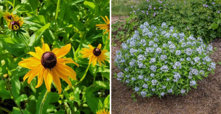 The Best Georgia Plants To Pair With Crape Myrtles