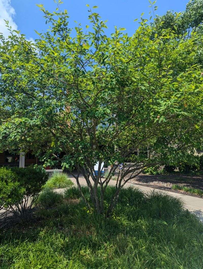 The Best Growing Conditions For Serviceberry In Pennsylvania The Best Growing Conditions For Serviceberry In Pennsylvania