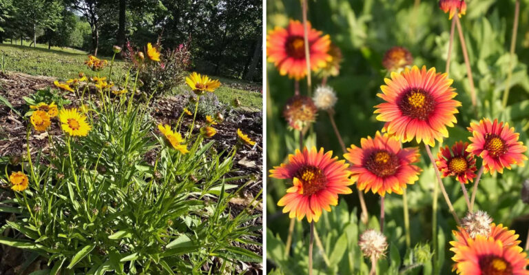 coreopsis and blanket flower