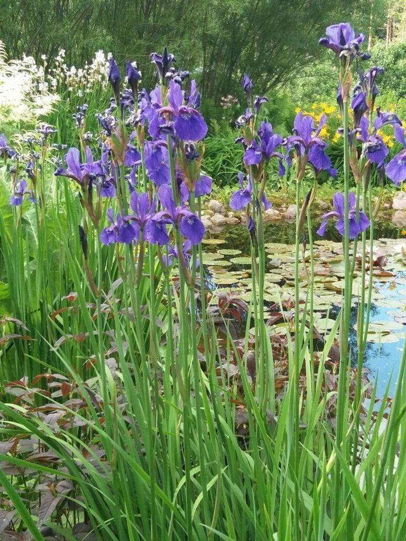 The Best Layout Is Sedge, Iris, Milkweed The Best Layout Is Sedge, Iris, Milkweed